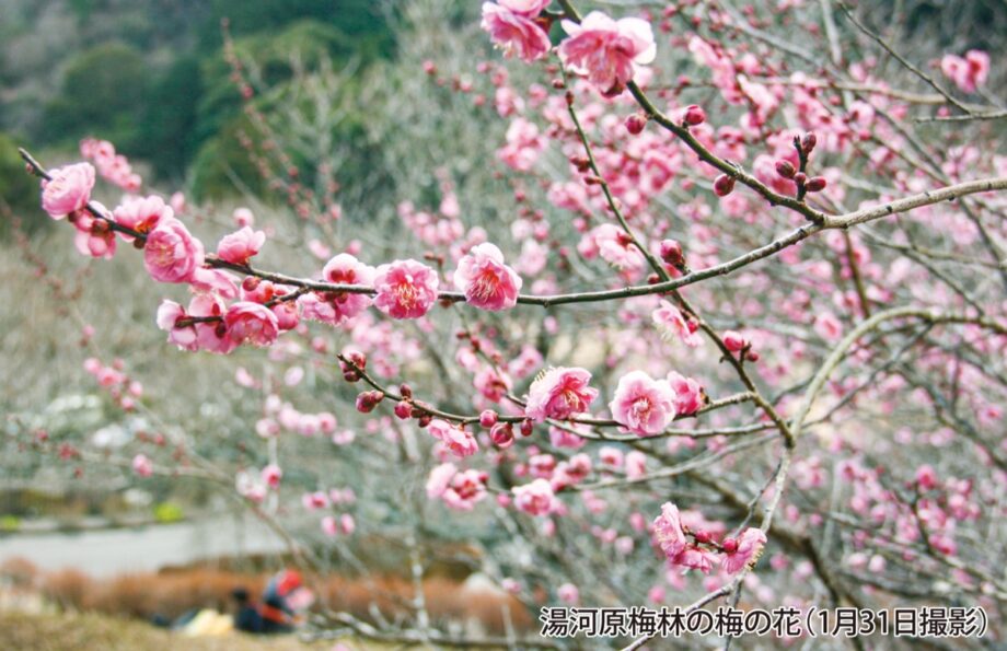 【湯河原梅林】28種、約４０００本の梅が徐々に開花 紅、白、ピンクに！見頃は２月中旬から