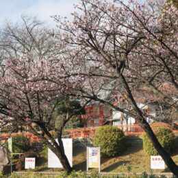 【横浜市都筑区】折本町〈淡島社〉早咲きの桜が開花 ２月中旬には見頃か