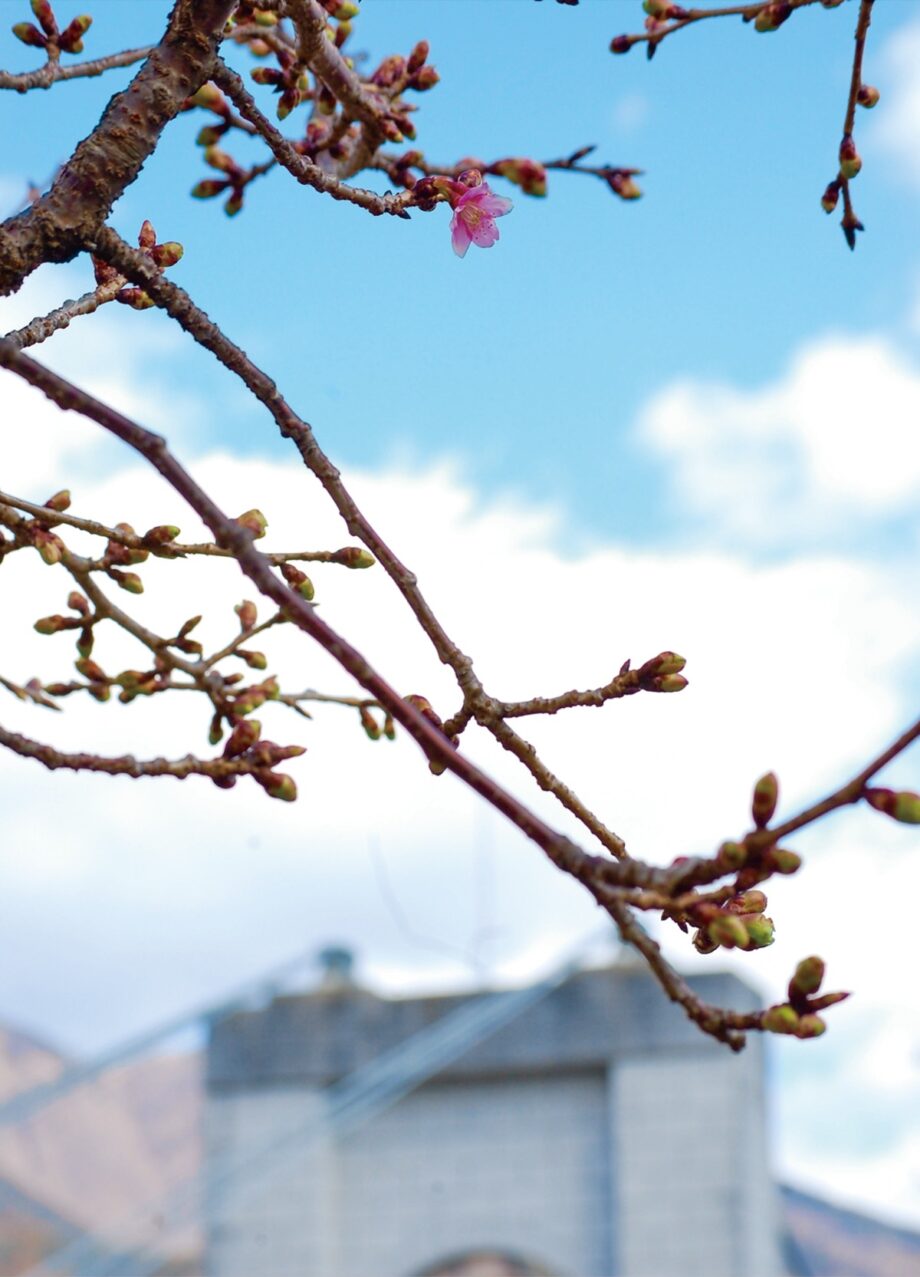 【秦野でお散歩・2022年2月】もう春を待ちきれない？ 戸川公園の河津桜