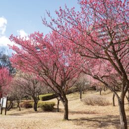 横浜市都筑区の山田富士公園で紅白の梅、鮮やかに（2022）