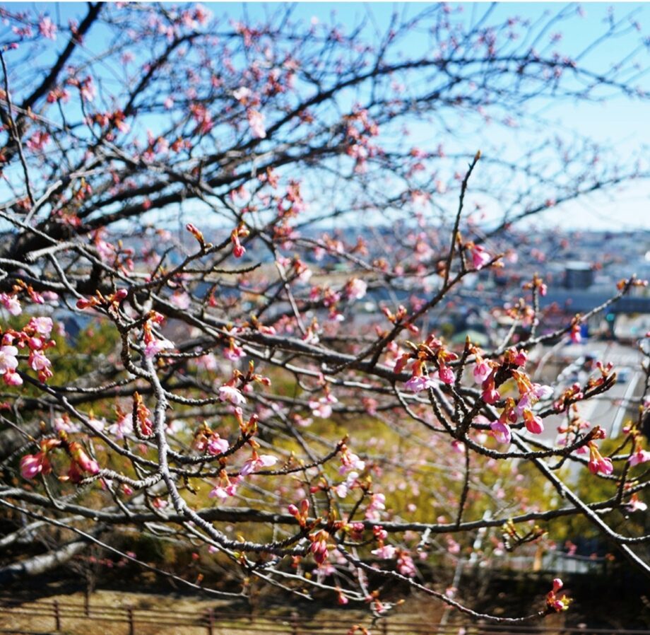 河津桜が山王山公園近くで見ごろに＠平塚市日向岡トンネル