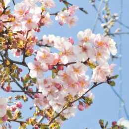 【開花情報】春告げる約15本の河津桜＠横浜市瀬谷区　