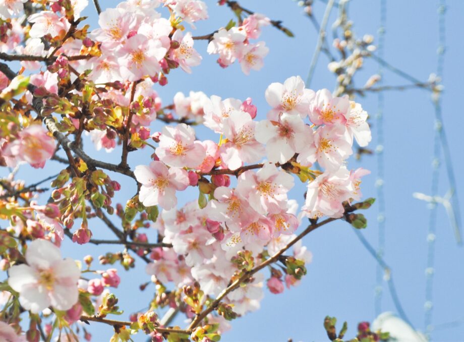 【開花情報】春告げる約15本の河津桜＠横浜市瀬谷区　