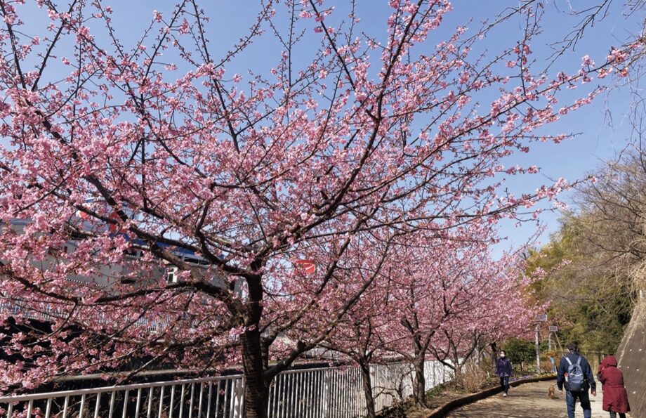 横浜市港南区の平戸永谷川で河津桜が開花＜2022年3月＞