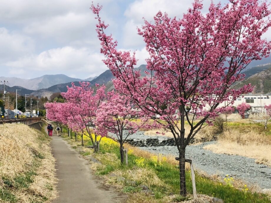 秦野・おかめ桜の定点観測2022