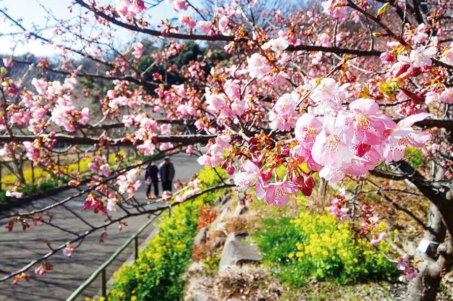 河津桜が大磯運動公園・ラディアン花の丘公園・中井中央公園で見ごろを迎える