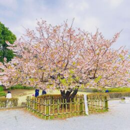 淡いピンク色にキュン　湘南台公園の玉縄桜が満開