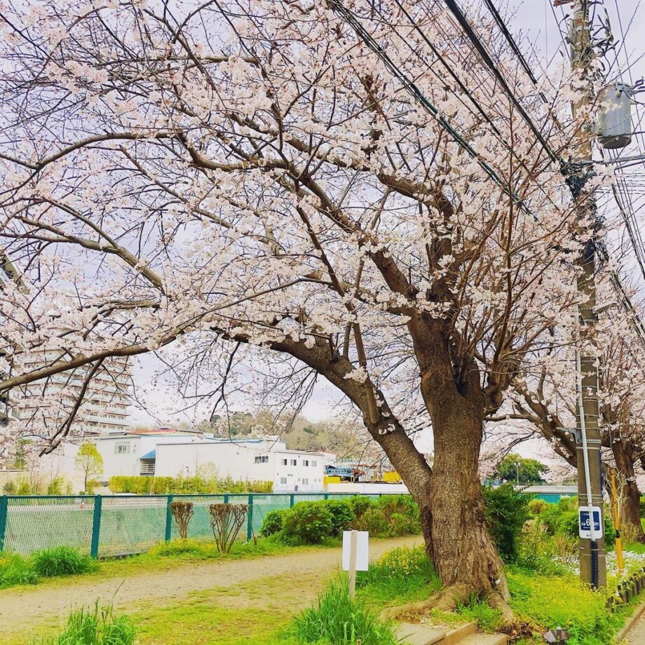 藤沢市の穴場桜スポット！　湘南桜並木って知ってる？