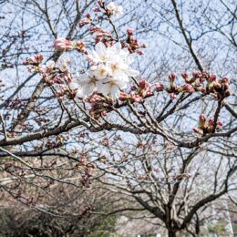 2022年＜藤沢でも桜開花 ＞3月下旬には満開の公園も
