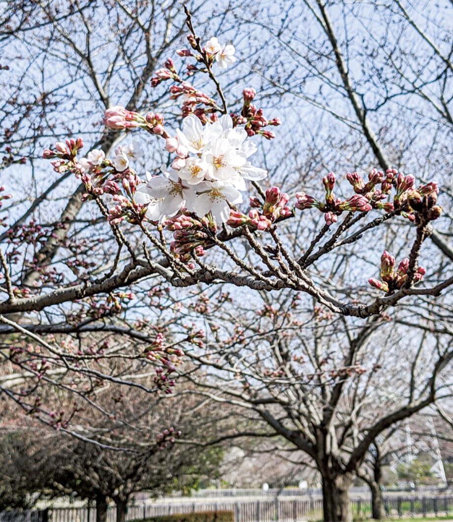 2022年＜藤沢でも桜開花 ＞3月下旬には満開の公園も