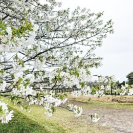 横須賀市・浦賀水道一望の高台「白いサクラ」約30本が2022年、見頃を迎えます！！