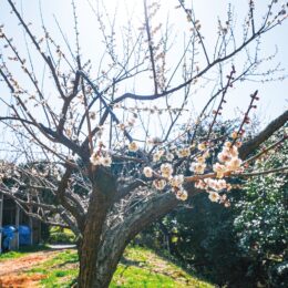 【梅の開花情報】20種の梅の木が３月末まで見頃　＠横浜市戸塚区　舞岡ふるさと村の農園