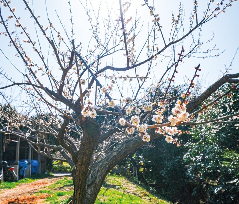 【梅の開花情報】20種の梅の木が３月末まで見頃　＠横浜市戸塚区　舞岡ふるさと村の農園