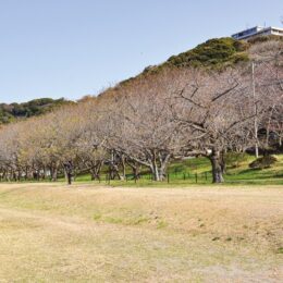 横須賀市内随一の桜の名所「走水水源地」2022年開花もうすぐ～磯の香と東京湾一望～