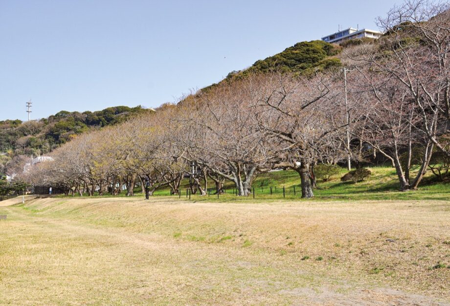 横須賀市内随一の桜の名所「走水水源地」2022年開花もうすぐ～磯の香と東京湾一望～
