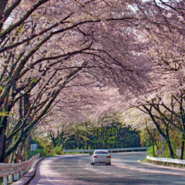 ＜箱根町＞駆け抜ける桜のトンネル「アネスト岩田ターンパイク箱根」