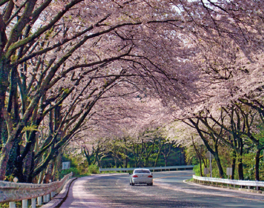 ＜箱根町＞駆け抜ける桜のトンネル「アネスト岩田ターンパイク箱根」