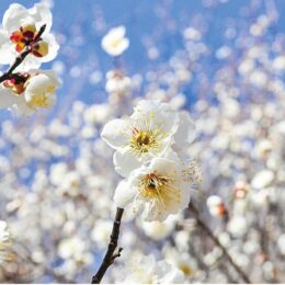 川崎市麻生区はるひ野「黒川よこみね緑地」で白い梅の花が咲き誇る