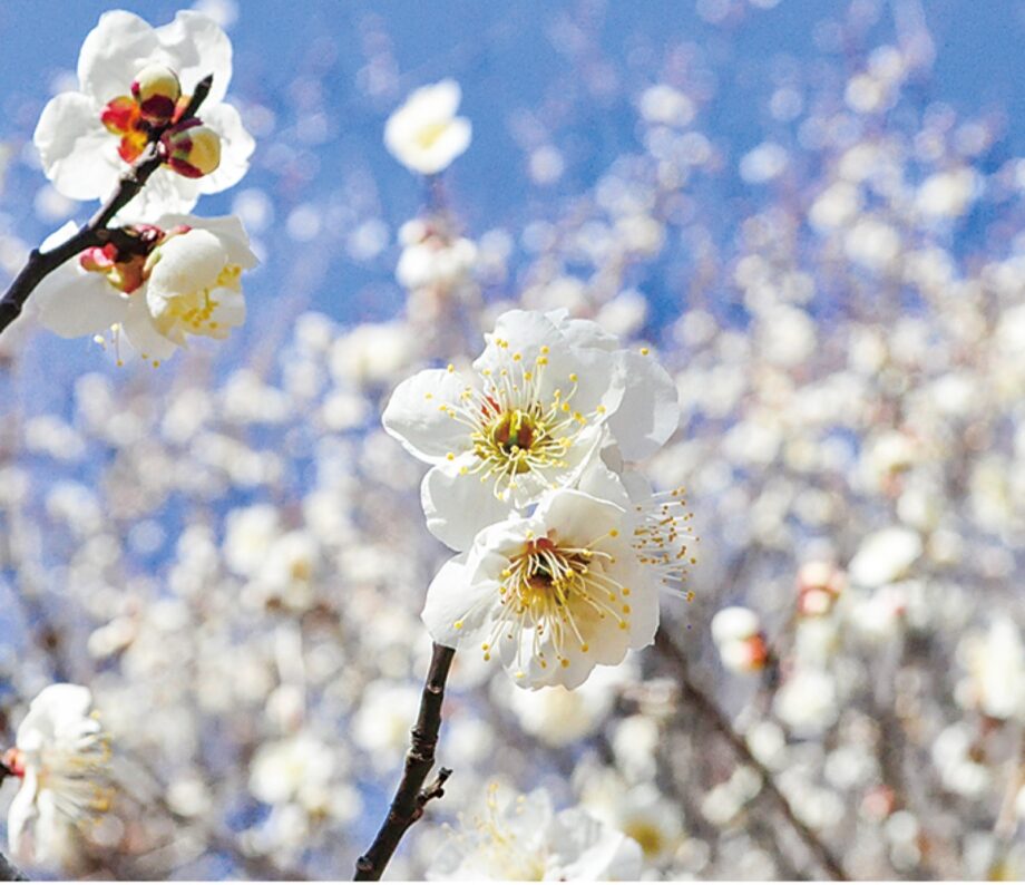 川崎市麻生区はるひ野「黒川よこみね緑地」で白い梅の花が咲き誇る