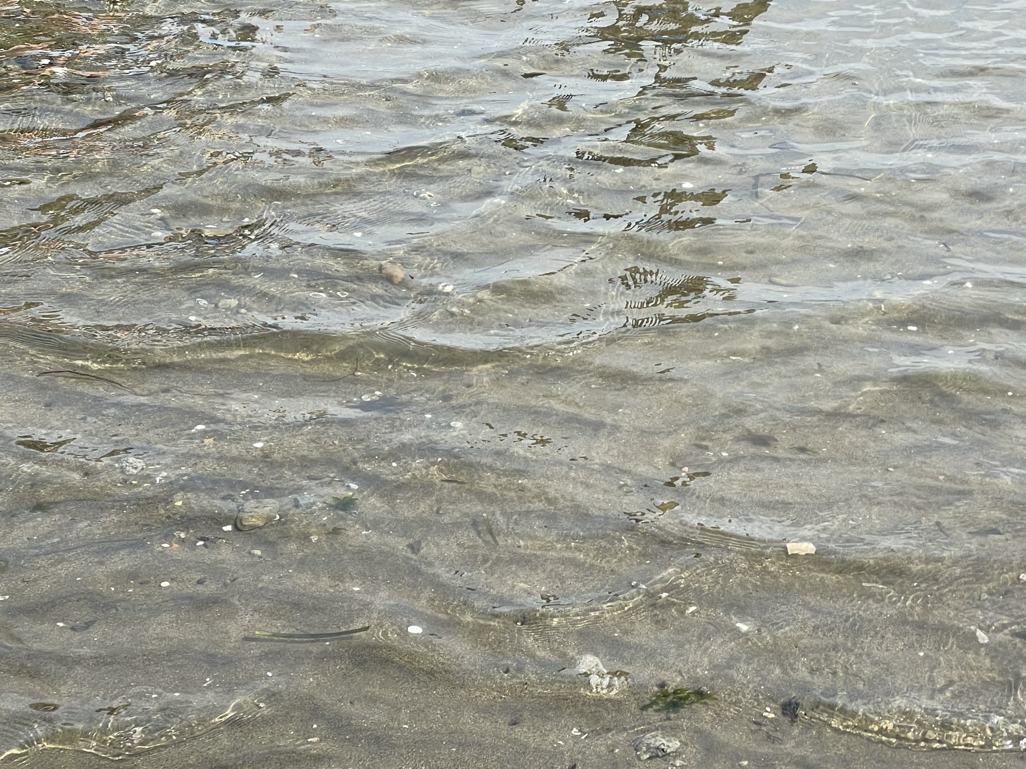 横浜市金沢区「海の公園」で採れる貝 – 神奈川・東京多摩のご近所情報