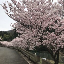 【秦野でお散歩・３月】寺山の春めき桜開花へ