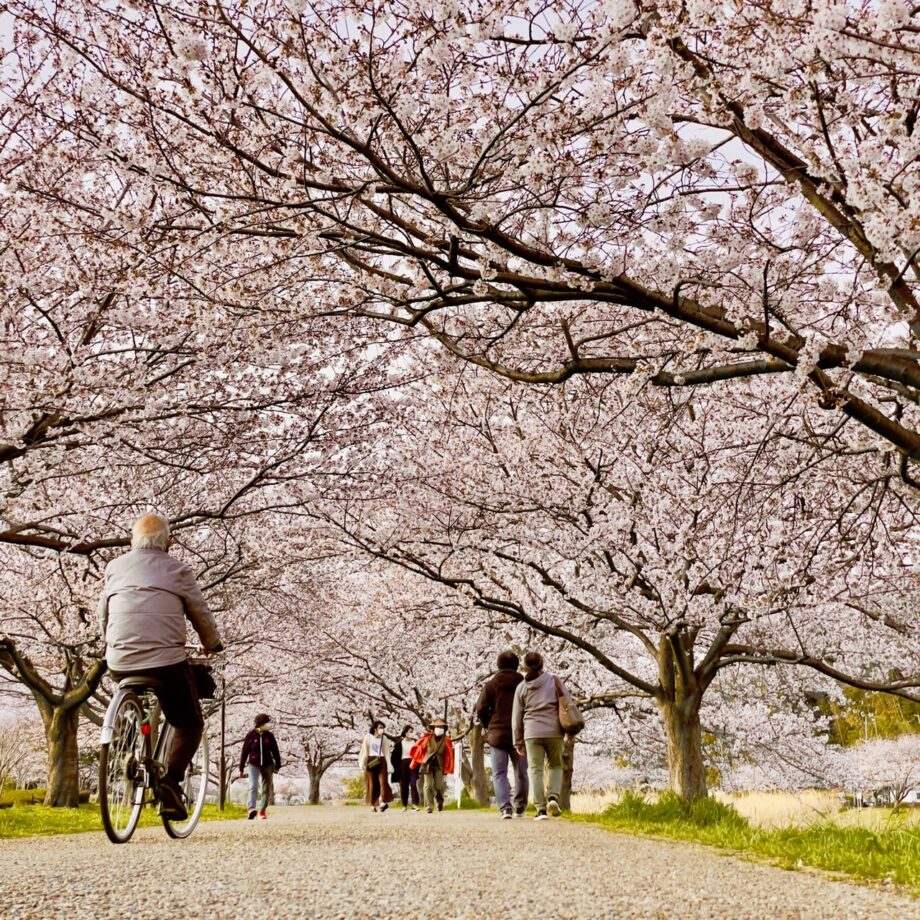 まさに春らんまん！　引地川親水公園の「桜のトンネル」は外せない