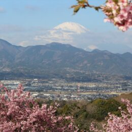 富士と桜と足柄平野を一枚に！大井町「おおいゆめの里」は早咲き桜の絶景スポット