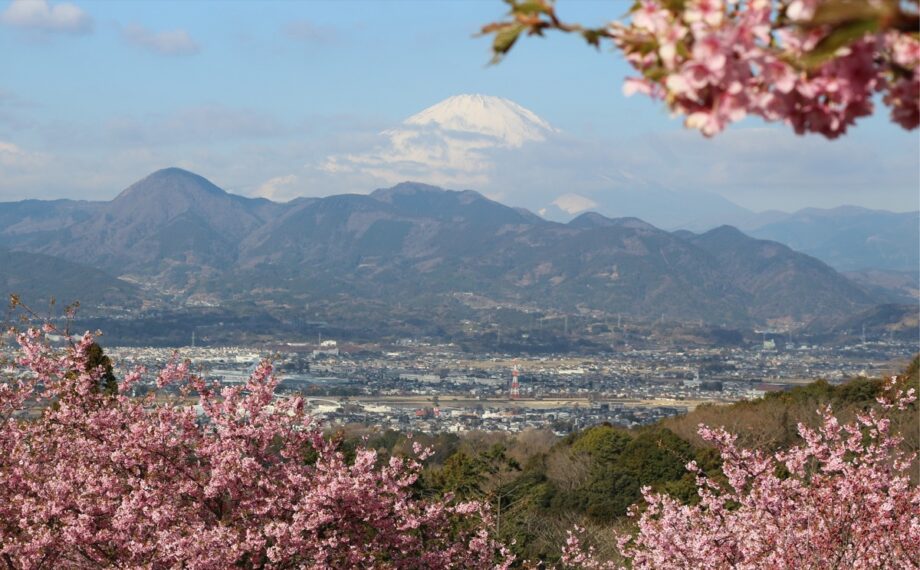 富士と桜と足柄平野を一枚に！大井町「おおいゆめの里」は早咲き桜の絶景スポット