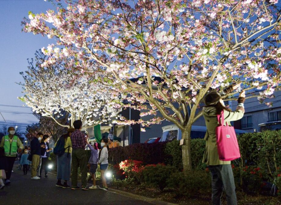 座間市相模が丘「さくら百華の道」で夜桜ライトアップ ３月25日から