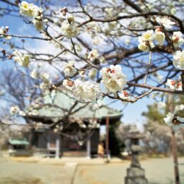 【横浜市都筑区】春の陽気に誘われ見頃に 　2022年の東方天満宮の梅