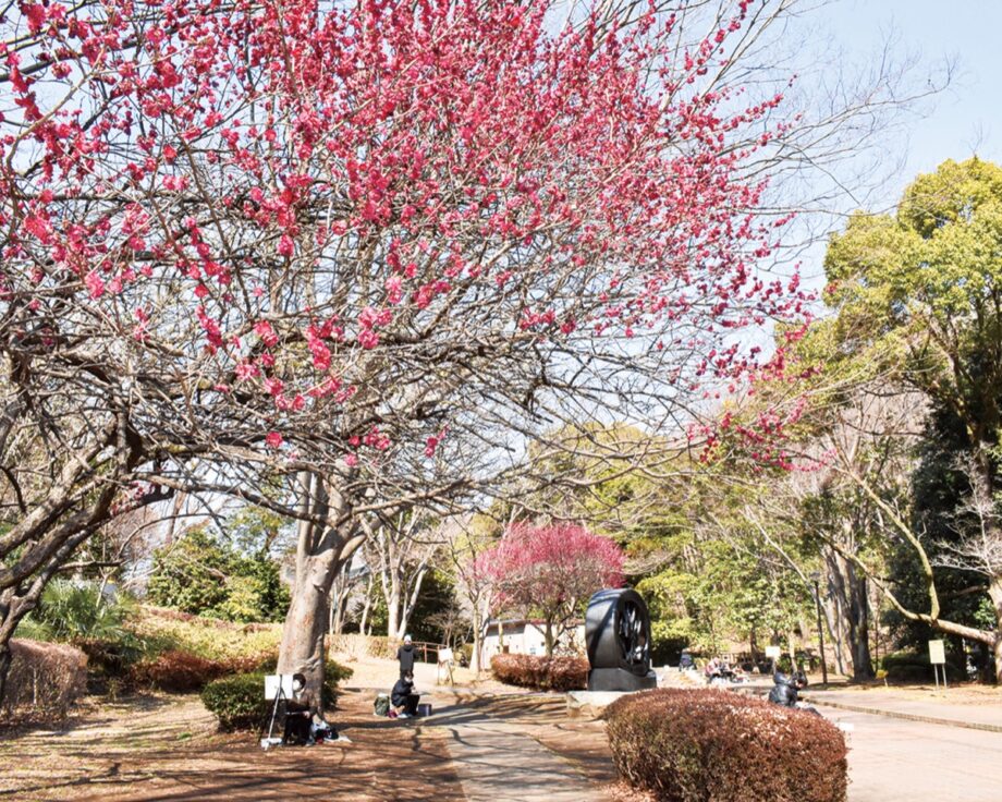 町田市の芹ヶ谷公園で2022年も紅梅、鮮やかに