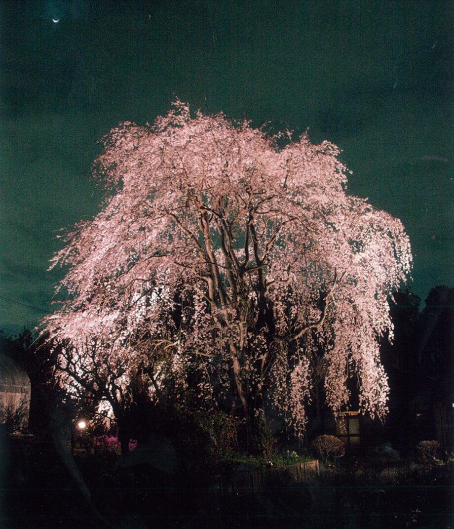 【観桜スポット】保土ヶ谷区川島町 樹齢70年のしだれ桜 公開 3月20日頃から、ライトアップも