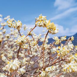 【秦野でお散歩・３月】ミツマタが開花の季節