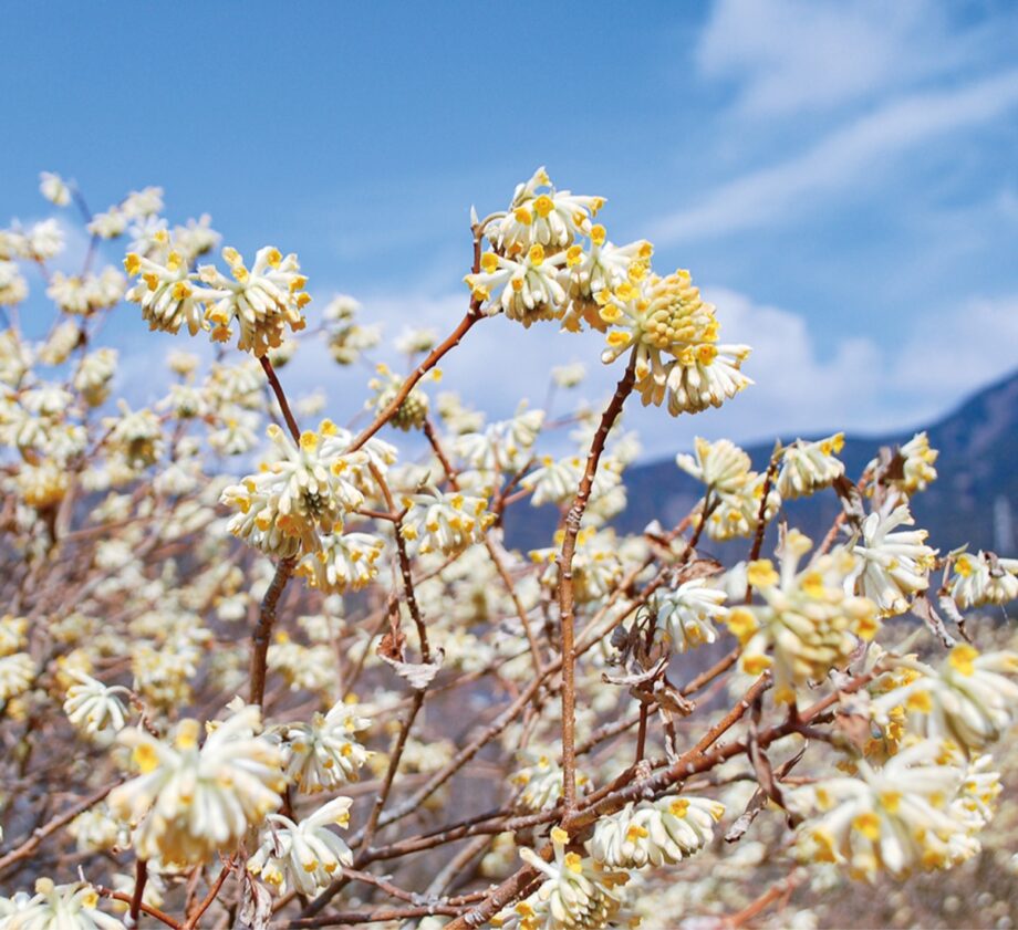 【秦野でお散歩・３月】ミツマタが開花の季節