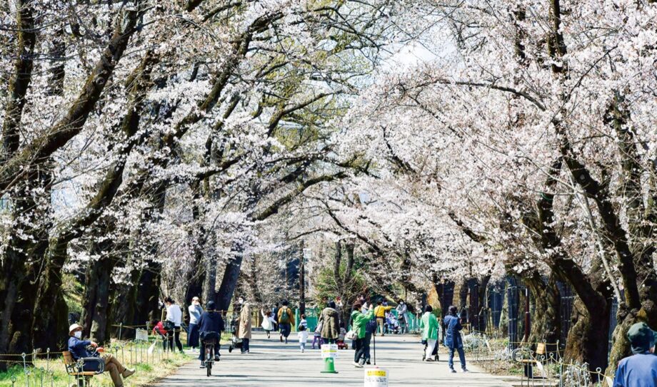 2022年ー桜の開花は3月23日か？＠八王子市台町：富士森公園