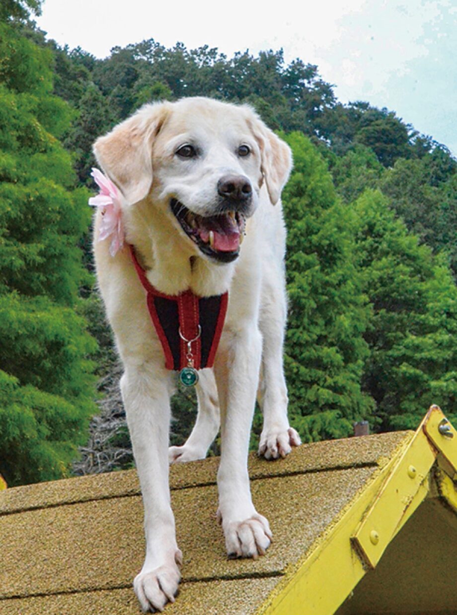 〈チャリティーコンサート〉 補助犬支援目的に4月5日 収益は育成団体に寄付＠横浜市神奈川区・かなっくホール