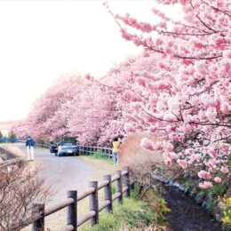 2022年も南足柄市で早咲きの桜「春めき桜」が見頃！