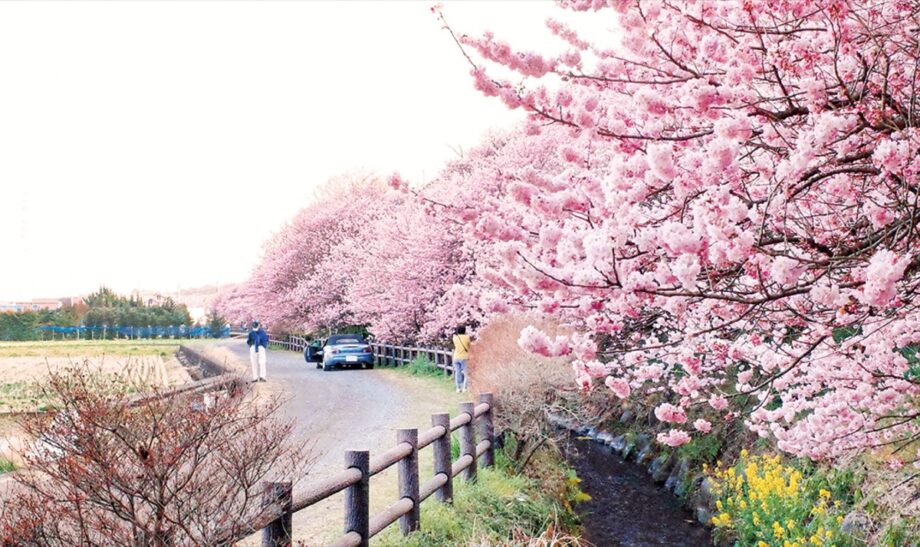 2022年も南足柄市で早咲きの桜「春めき桜」が見頃！