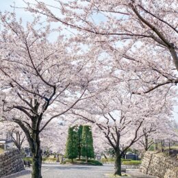 一足遅い桜の開花　斜面の並木が見頃を迎える＠八王子市：大善寺