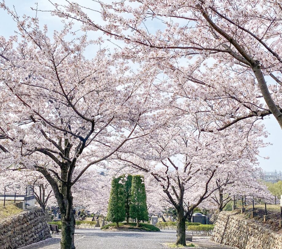 一足遅い桜の開花　斜面の並木が見頃を迎える＠八王子市：大善寺