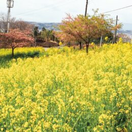 【秦野でお散歩・３月】西田原 里山彩る 一面の菜の花