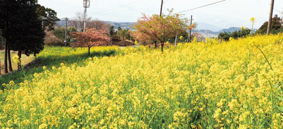 【秦野でお散歩・３月】西田原 里山彩る 一面の菜の花