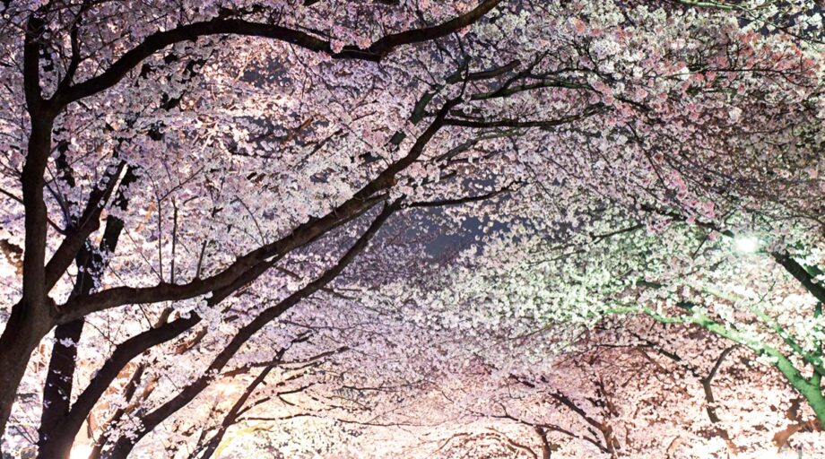 桜に恋する10日間！３月25日（金）〜４月３日（日）相模原市民まつり代替イベント「桜さがみはら」開催中
