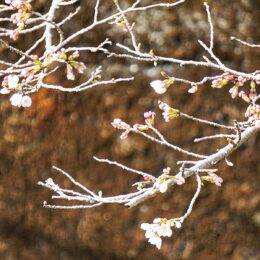 大和自然観察センターでも2022年の開花宣言 「ソメイヨシノ」＠泉の森　