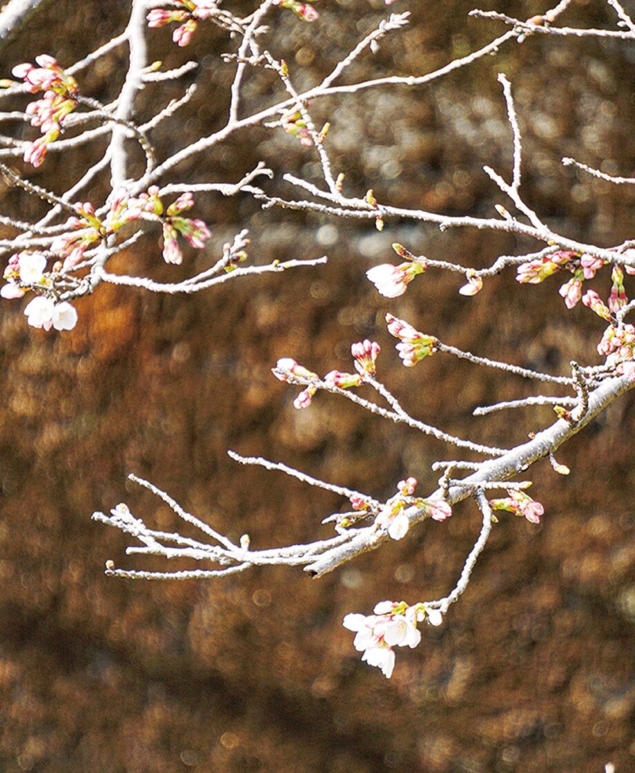 大和自然観察センターでも2022年の開花宣言 「ソメイヨシノ」＠泉の森　