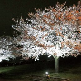 ＜2022年3月29日から＞ソメイヨシノの開花に合わせライトアップ ＠県立相模三川公園（海老名市）