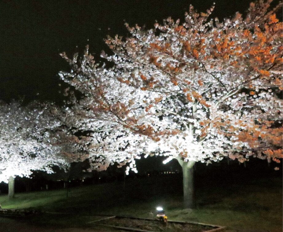 ＜2022年3月29日から＞ソメイヨシノの開花に合わせライトアップ ＠県立相模三川公園（海老名市）
