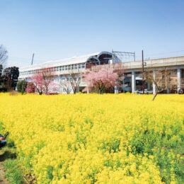 【横浜市都筑区】川和町 黄色に絨毯広がる「菜の花畑」 桜との共演も