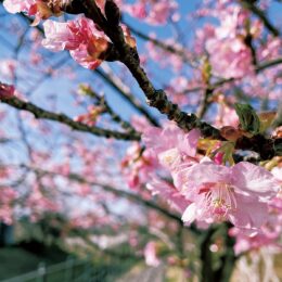 春の訪れ～2022年も川崎市宮前区平瀬川沿いで河津桜開花～5月頃まで20種類以上の桜のリレーも