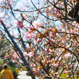 馬入ふれあい公園の河津桜が春の訪れを告げる＠平塚市